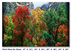 Autumn Trees on Canvas