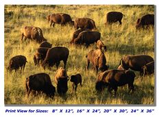 Bison on Canvas
