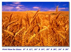 Golden Wheat on Canvas