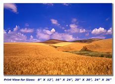 Wheat Fields on Canvas