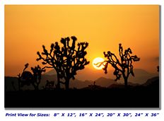 Joshua Trees on Canvas