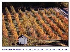 Autumn Apple Trees on Canvas