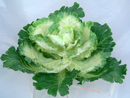 Green Cabbage Head