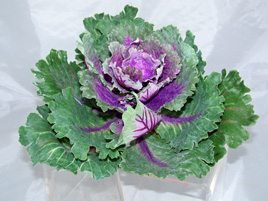 Red Cabbage Head