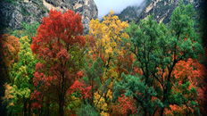 Screen Image Print #104 Autumn Trees (Screen Print Only.)